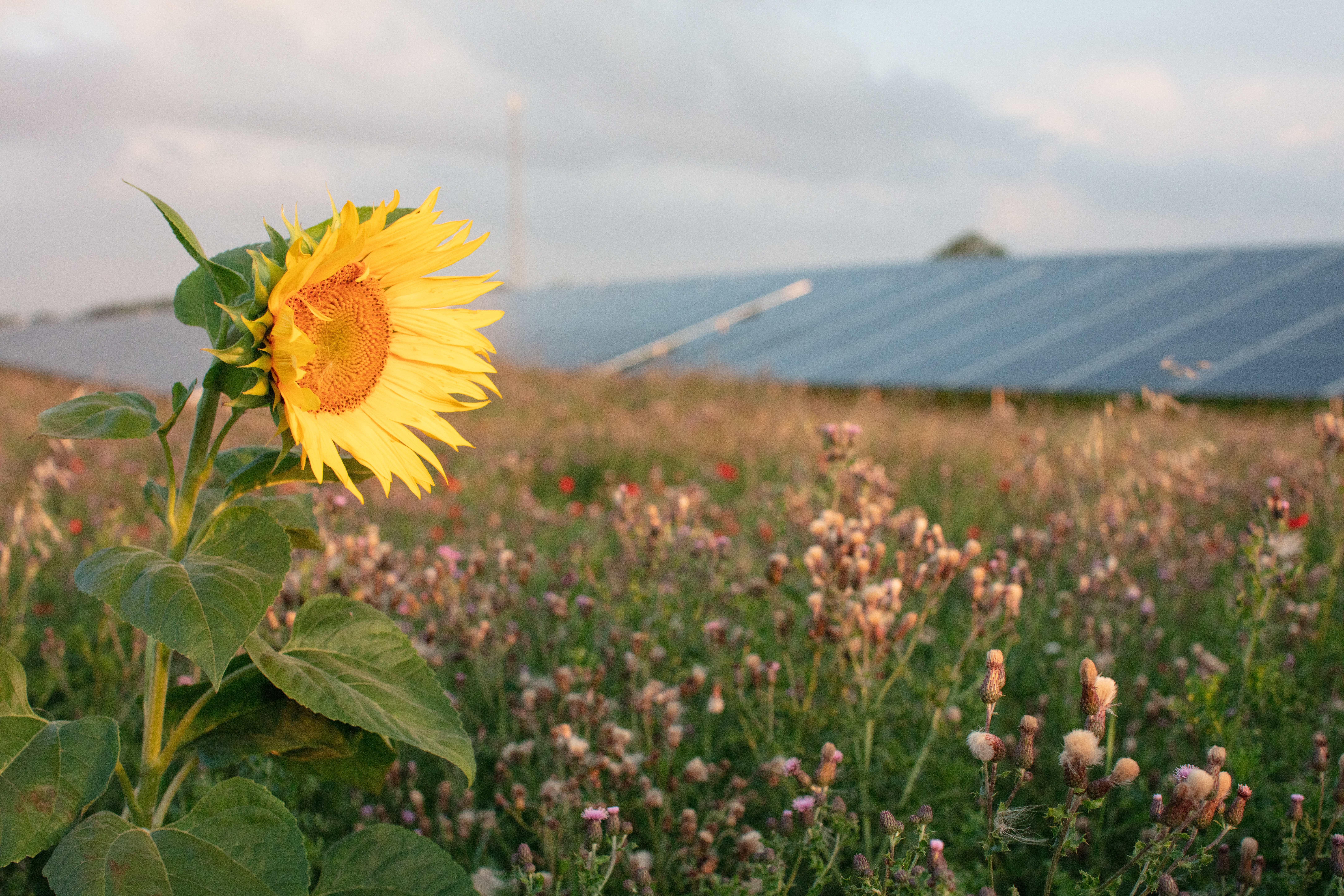 Mere borgerinddragelse